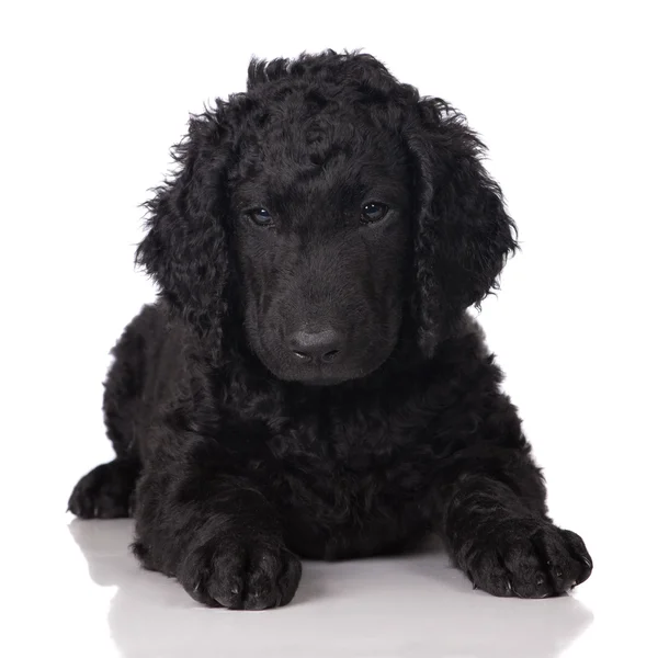 Curly coated retrieverem štěně — Stock fotografie