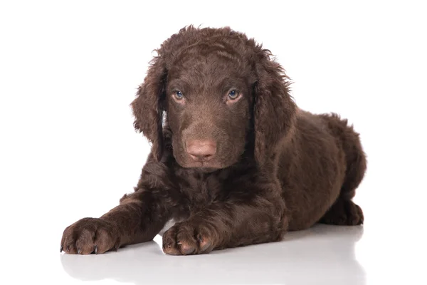 Curly coated retriever puppy — Stock Photo, Image