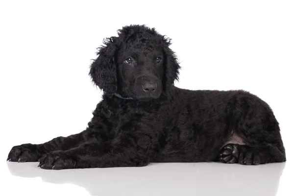 Curly coated retriever pup — Stockfoto