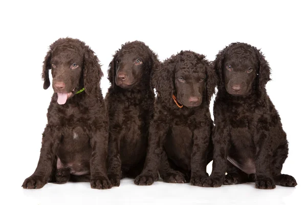 Vier bruin curly pups — Stockfoto