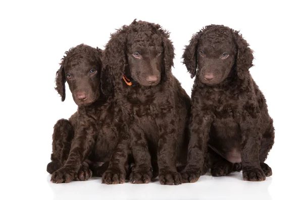 Curly coated retriever puppies — Stock Photo, Image