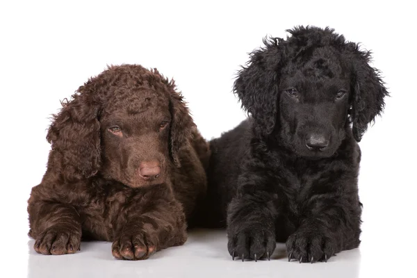 Curly coated retriever pups — Stockfoto