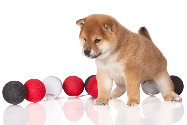 Cucciolo di shiba inu rosso — Foto Stock