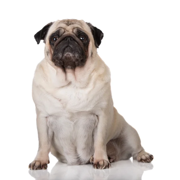 Pug perro en blanco — Foto de Stock