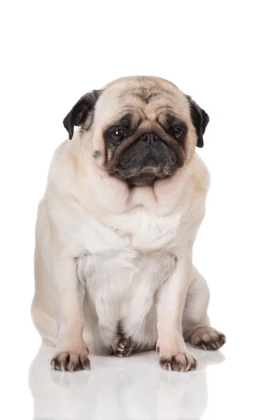 Pug perro en blanco — Foto de Stock