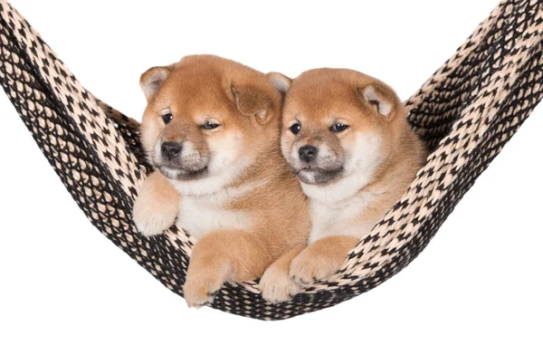 Dois adoráveis cachorros shiba inu — Fotografia de Stock