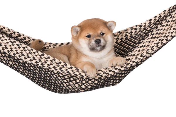 Red shiba inu puppy — Stock Photo, Image