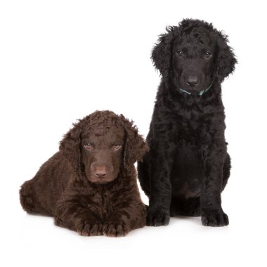Kıvırcık kaplamalı retriever yavruları