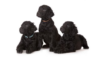 Kıvırcık kaplamalı retriever yavruları