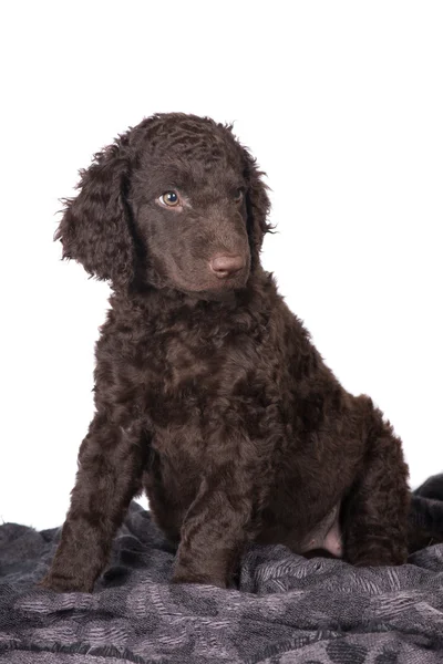 Curly coated retrieverem štěně — Stock fotografie