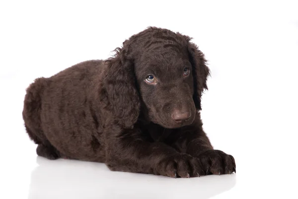 Szczeniak retriever powlekane kręcone — Zdjęcie stockowe