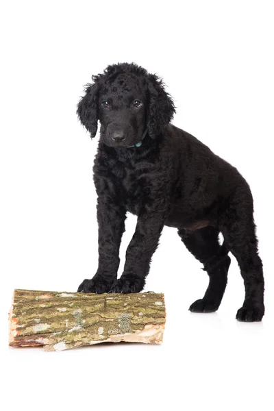 Curly coated retrieverem štěně — Stock fotografie