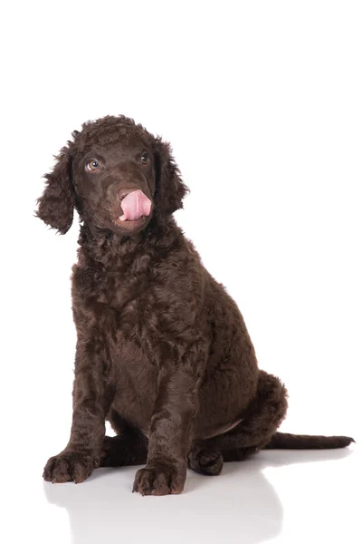 Cachorrinho retriever revestido encaracolado — Fotografia de Stock