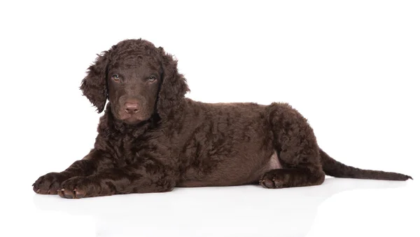 Chocolade curly coated retriever pup — Stockfoto