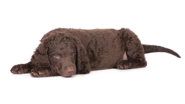 Chocolate curly coated retriever puppy — Stock Photo, Image