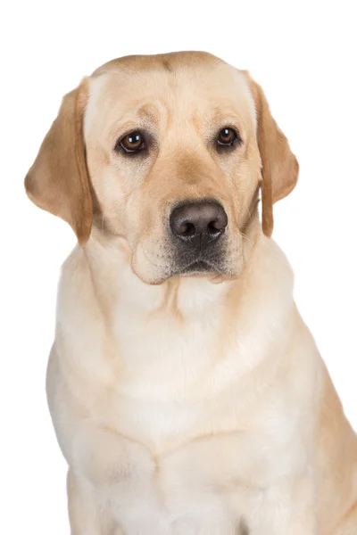 Perro labrador retriever amarillo —  Fotos de Stock
