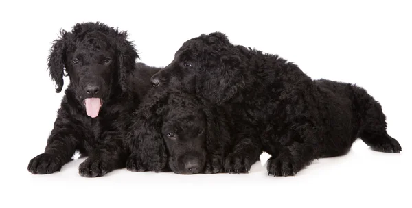 Curly coated retriever pups — Stockfoto