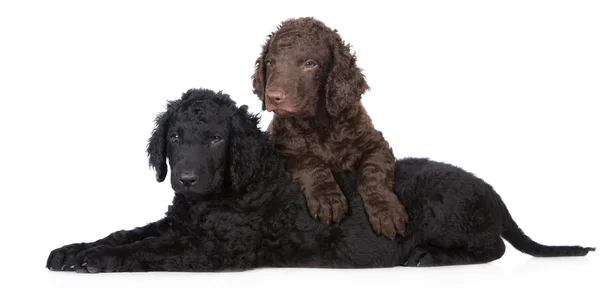 Curly coated retriever puppies — Stock Photo, Image