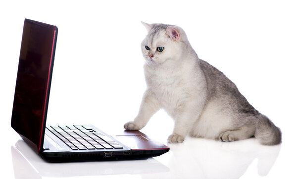 British shorthair cat on a laptop