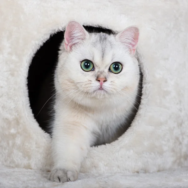 British shorthair cat — Stock Photo, Image