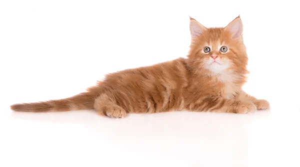 Suloinen kahden kuukauden ikäinen maine coon kissanpentu — kuvapankkivalokuva