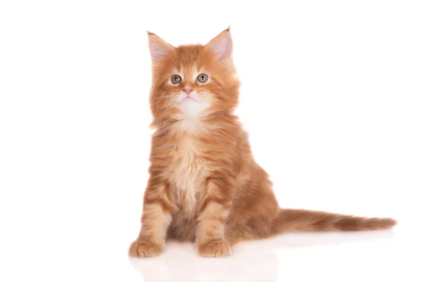 Adorable two months old maine coon kitten — Stock Photo, Image