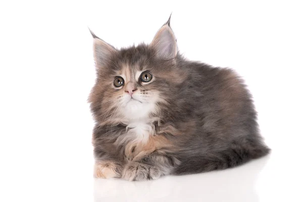 Adorable two months old maine coon kitten — Stock Photo, Image