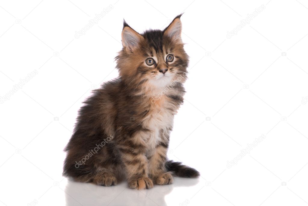 Adorable two months old maine coon kitten