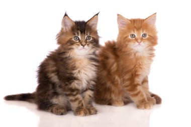 Çok güzel iki aylık maine coon yavru kedi