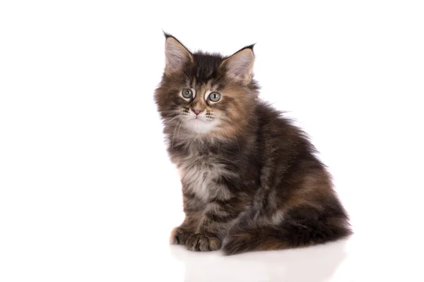 Adorable two months old maine coon kitten — Stock Photo, Image