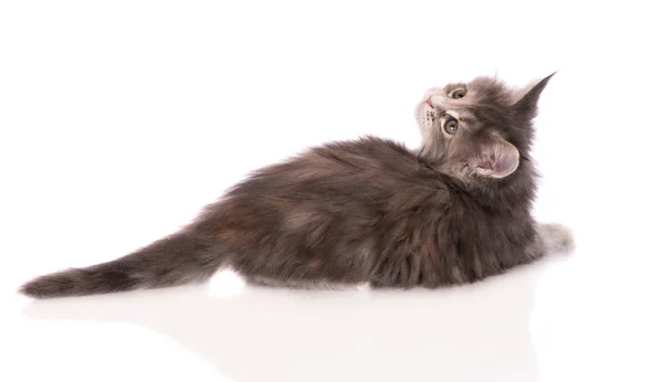 Çok güzel iki aylık maine coon yavru kedi — Stok fotoğraf