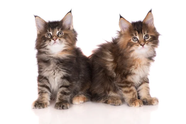 Adorable two months old maine coon kitten — Stock Photo, Image