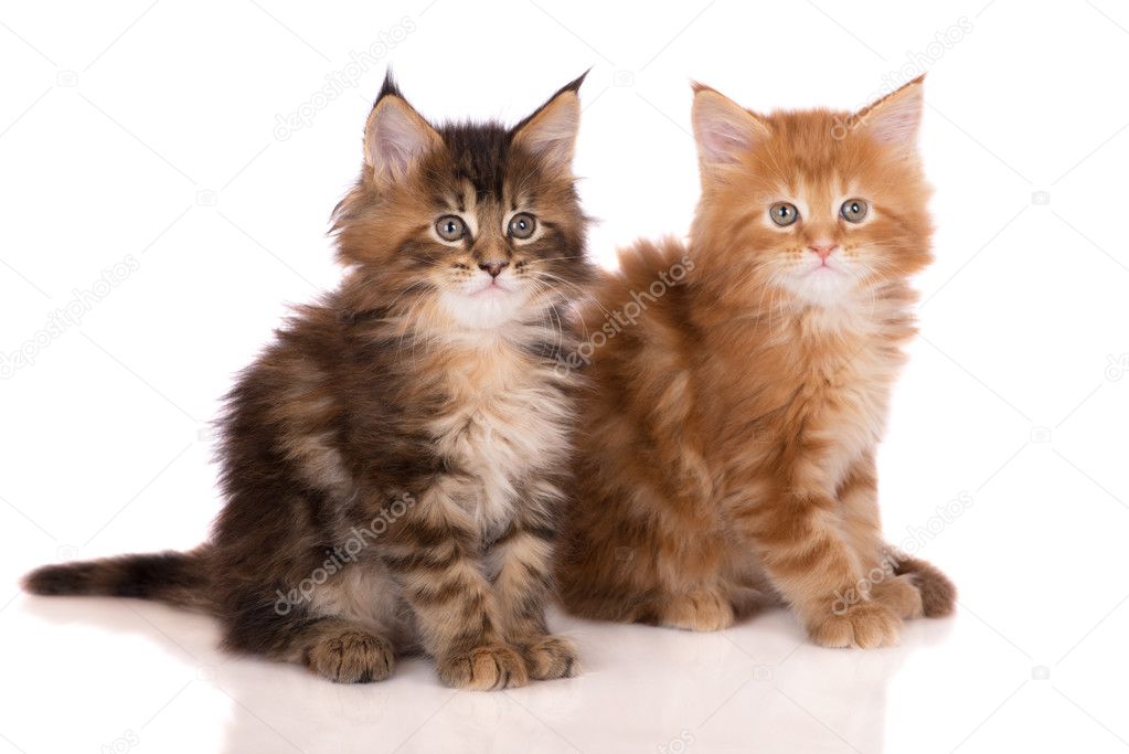 Adorable two months old maine coon kitten