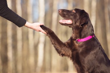 Çikolata düz boyalı retriever köpek