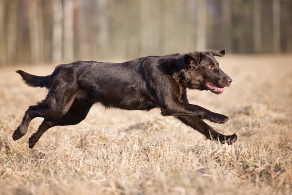 Ретривер-собака с плоским покрытием — стоковое фото