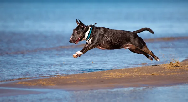 Miniature english bull terrier dog jumps in water — Stock Photo, Image