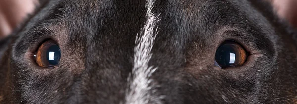 Dog eyes close up — Stock Photo, Image