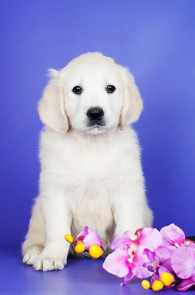 Golden retriever filhote de cachorro no fundo roxo — Fotografia de Stock