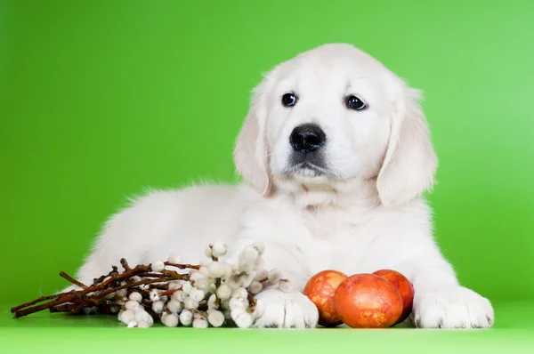 Золотистый ретривер щенок с пасхальными яйцами — стоковое фото
