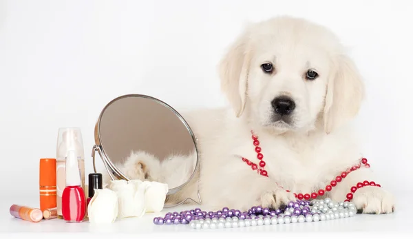 愛らしいゴールデン ・ リトリーバーの子犬 — ストック写真
