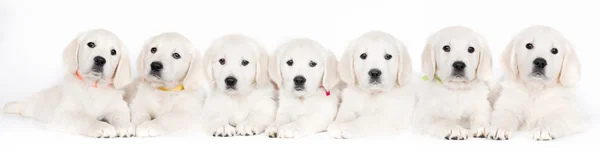 Zeven gouden retriever pups in een rij — Stockfoto