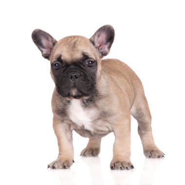 Bir ay önce Fransız bulldog köpek yavrusu