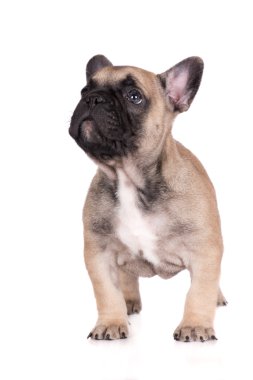 Bir ay önce Fransız bulldog köpek yavrusu