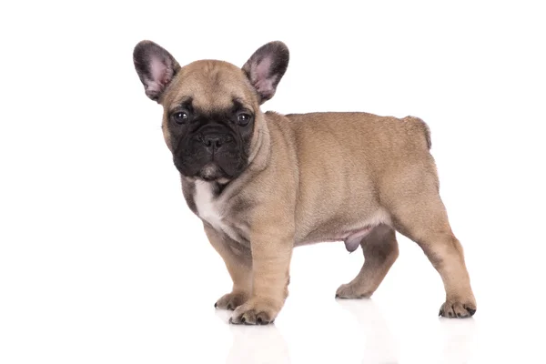 Één maand oude Franse bulldog pup — Stockfoto