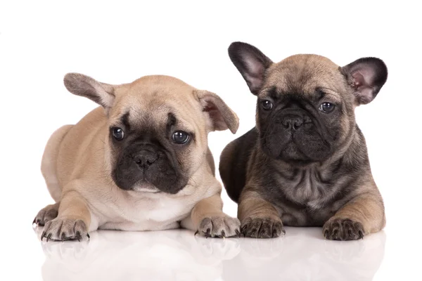 En månad gammal fransk bulldog valp — Stockfoto