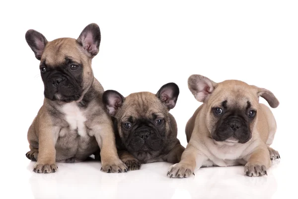 Één maand oude Franse bulldog pup — Stockfoto