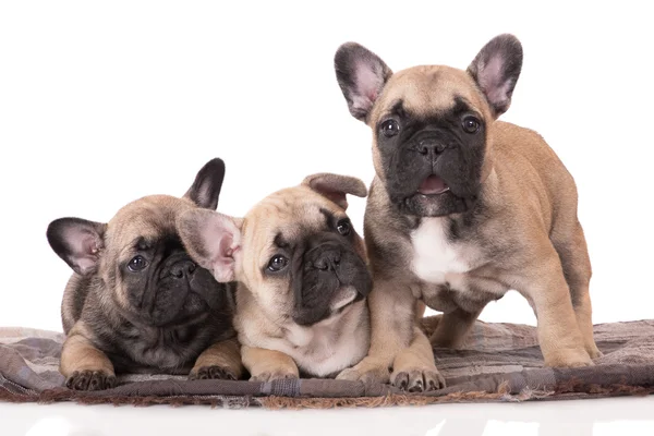 Één maand oude Franse bulldog pup — Stockfoto
