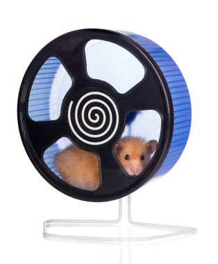suriyeli hamster
