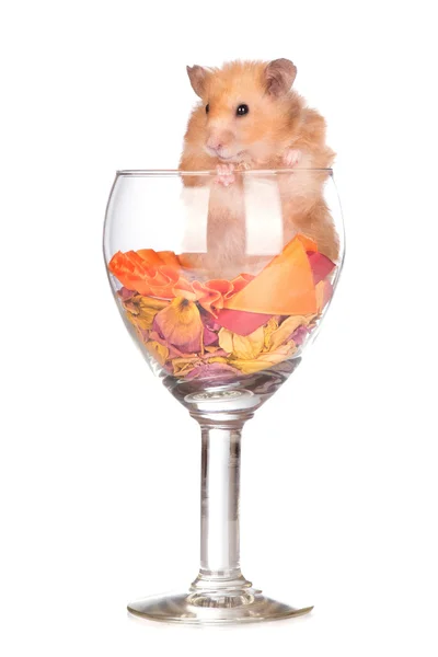 Suriyeli hamster — Stok fotoğraf