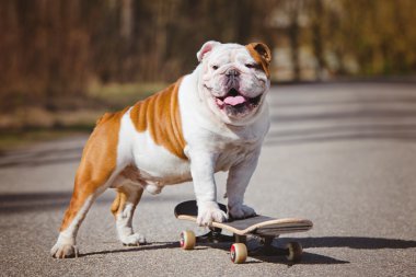 Bir kaykay üzerinde İngilizce bulldog